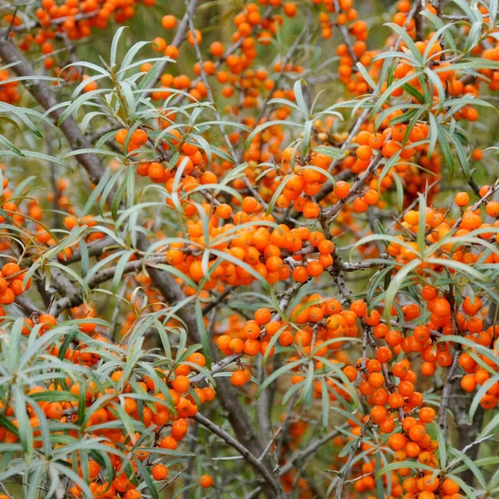 Sea Buckthorn Buying Guide: Pulp vs Powder vs Juice