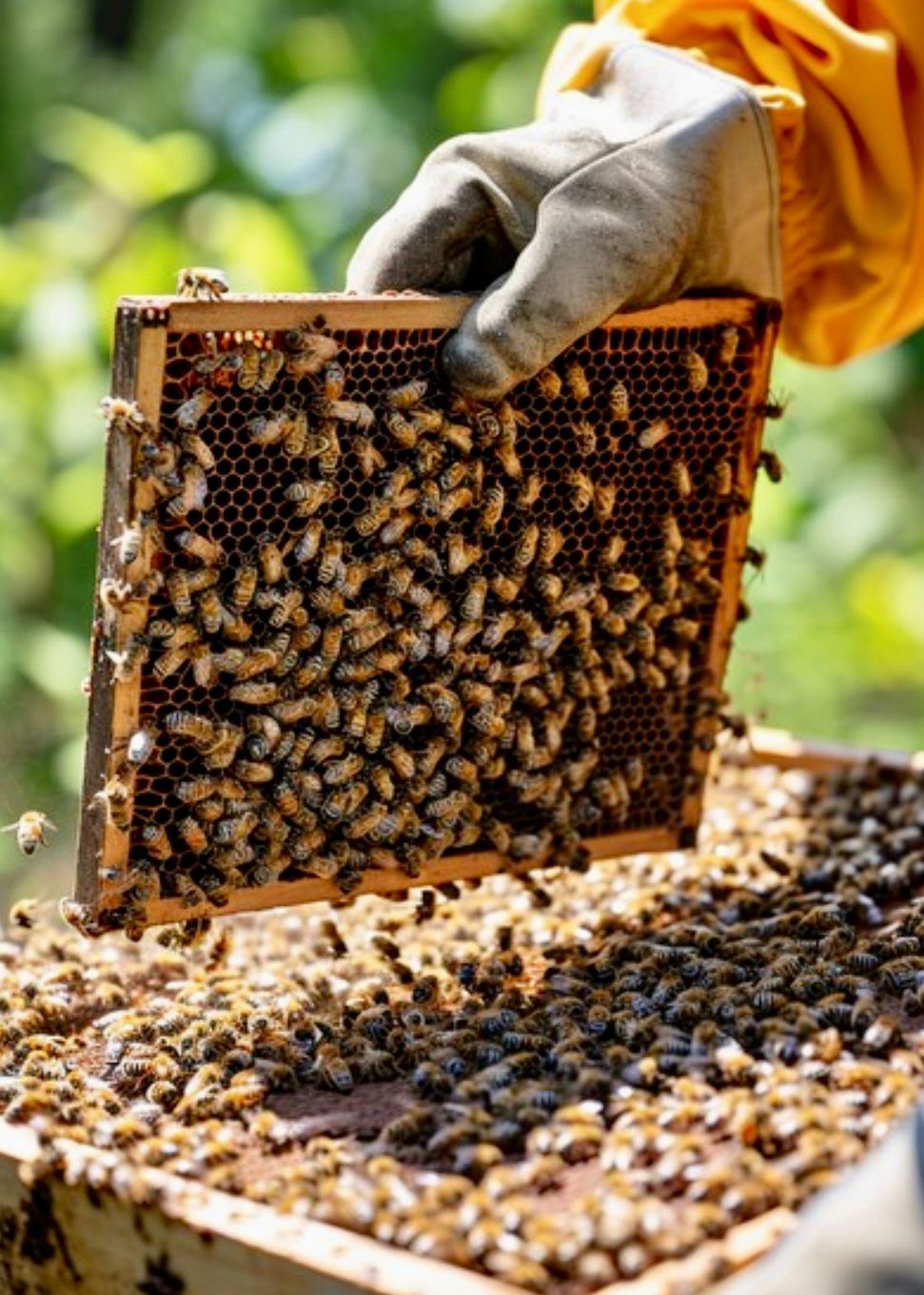 Are we saving the WRONG BEES ?