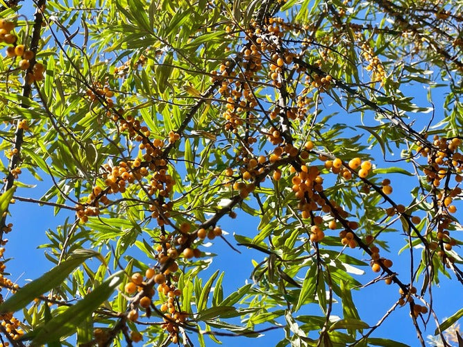 The Wonder Plant of the Himalayas: Seabuckthorn
