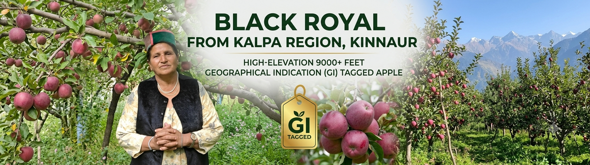 Black Royal apples in a high-altitude orchard in Kalpa, Kinnaur