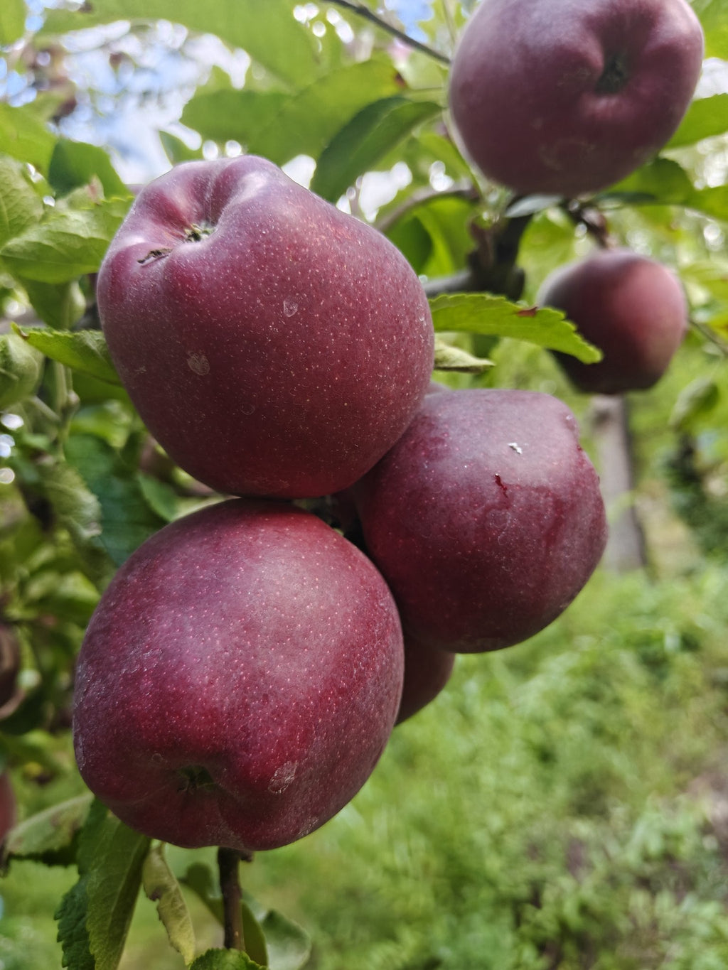 Kinnaur apple online — Black Royal cluster with near-black skin, Kalpa orchard