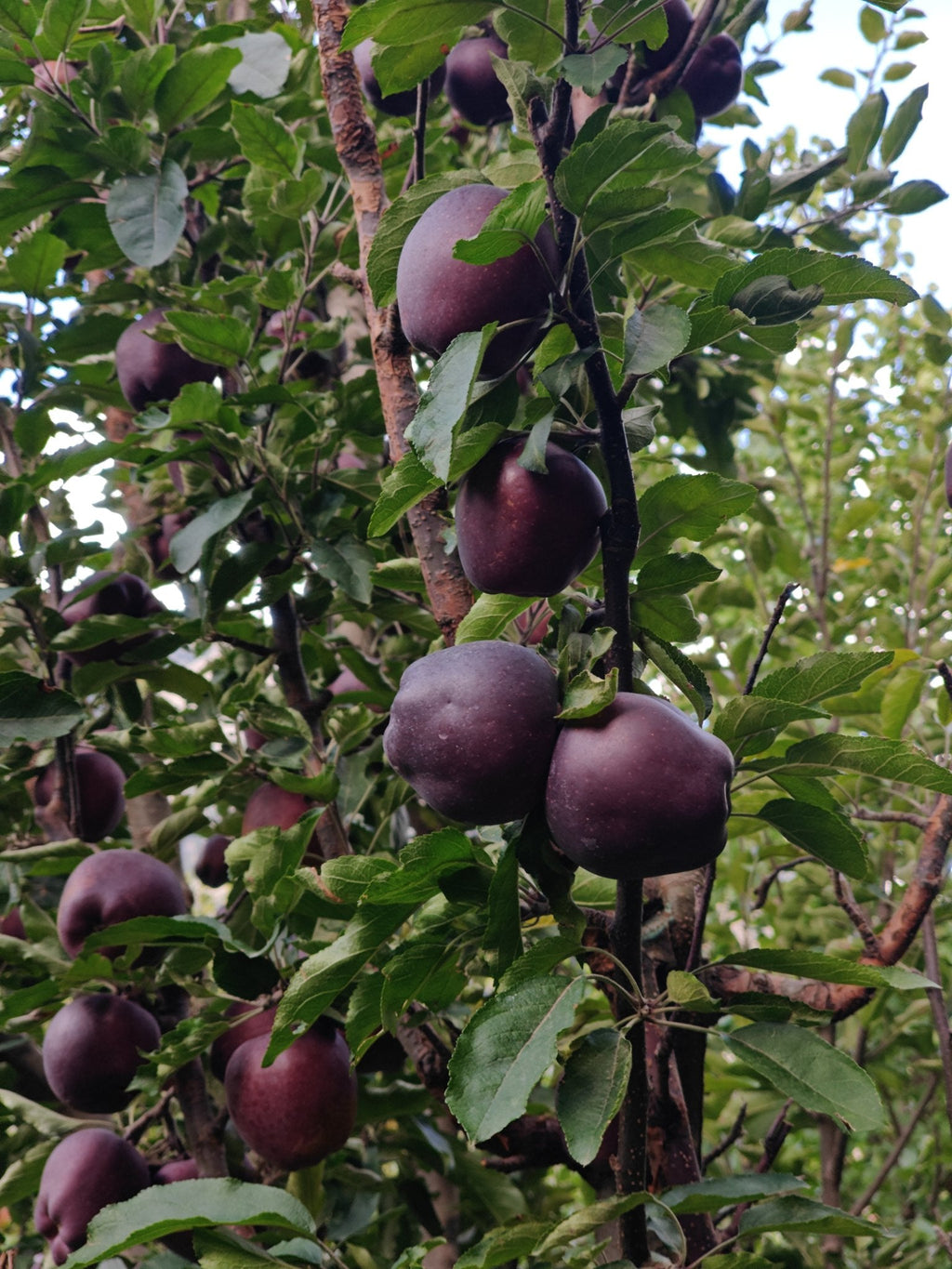 Close-up of dark Black Royal apple skin on the tree, Kinnaur