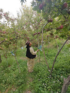 Grower picking Black Royal apples in a high-altitude Kinnaur orchard