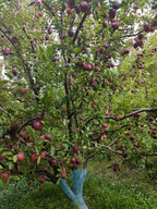 Black Royal apple tree loaded with fruit in a Kalpa orchard