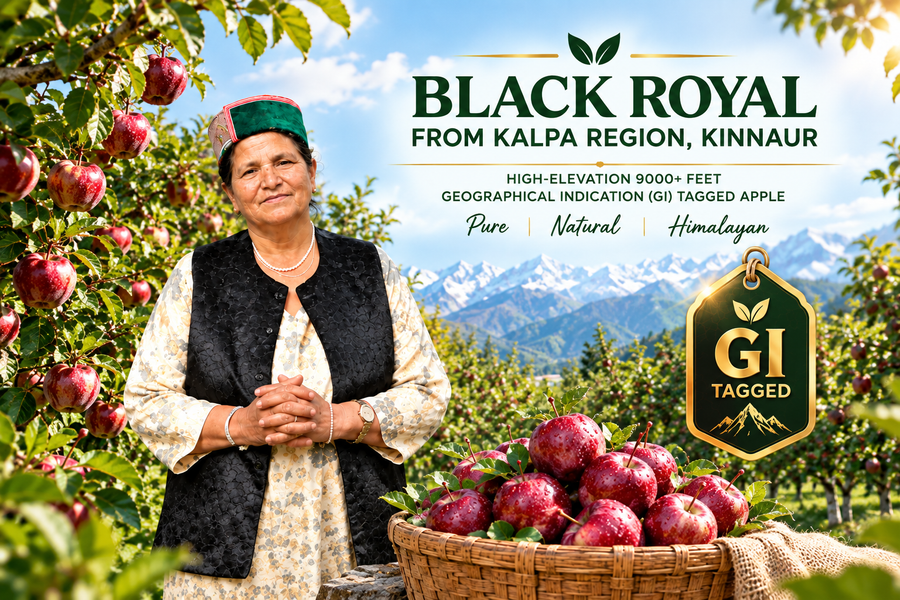 Black Royal apples in a high-altitude orchard in Kalpa, Kinnaur