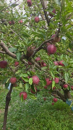 Black Royal Kinnaur Apple Online Kalpa Pre-Booking Open