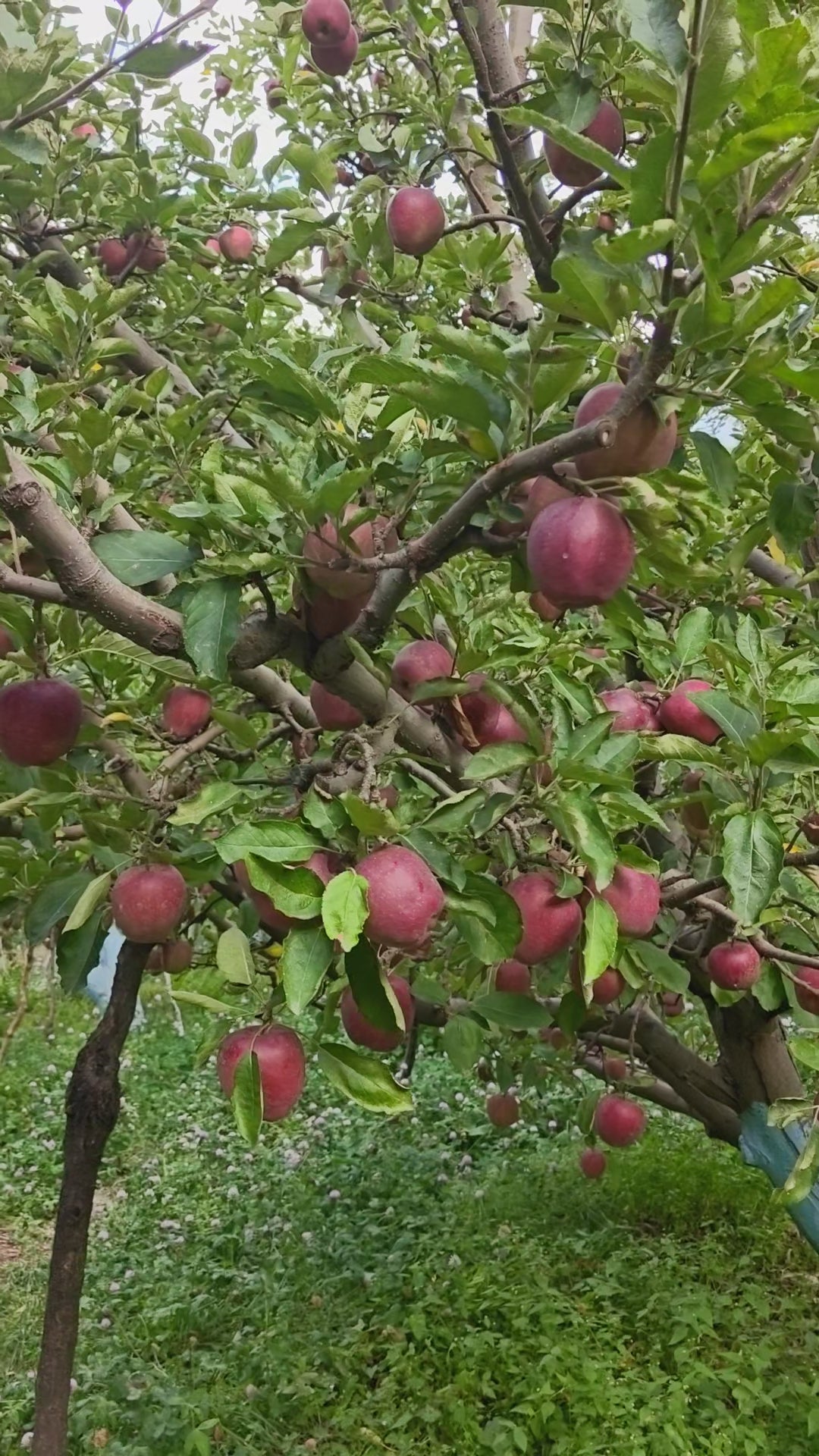 Black Royal Kinnaur Apple Online Kalpa Pre-Booking Open